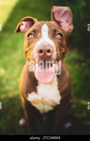 Junge American Staffordshire pitbull Hund im Freien im Sommer Tag Stockfoto