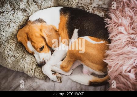 Hund schläft auf einem Sofa beagle Hund im Haus drinnen Hintergrund Stockfoto