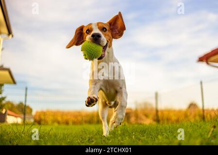 Beagle Hund Spaß im Garten draußen laufen und springen mit Ball in Richtung Kamera Stockfoto