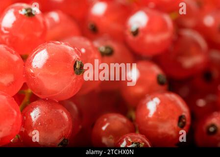 Rote Johannisbeeren auf weißem Hintergrund Stockfoto