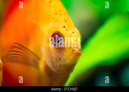 Porträt eines rot-orangen tropischen Diskusfisches (Symphysodon) in einem Fischtank. Selektiver Fokus Hintergrund Stockfoto