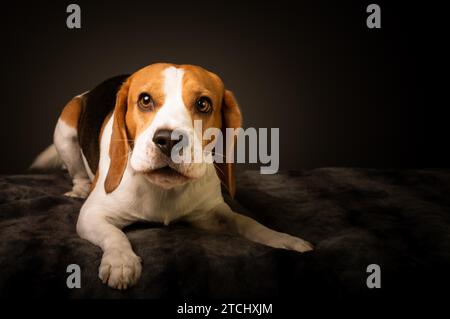 Irritierter Beagle Hund auf dem Bett Bellen verlangt ein Leckerbissen für posieren für Foto. Studio-Aufnahmen auf schwarzem Hintergrund mit Platz für Text auf der rechten Seite Stockfoto