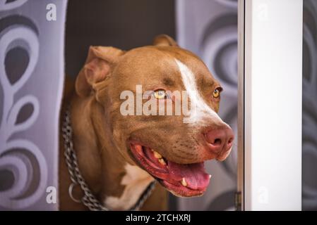 Nahaufnahme des jungen Amstaff-Hundes blickt durch Gartentüren hinaus. Hundespiele Stockfoto