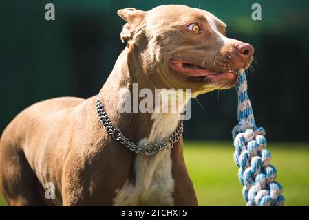 Hund läuft im Garten, Amstaff Terrier mit Spielzeugseil läuft in Richtung Kamera. Aktives Hundeschema Stockfoto