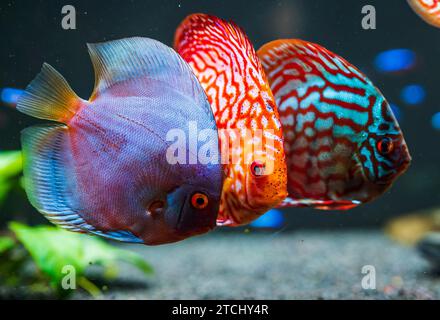 Bunte Fische aus den Spieces disus (Symphysodon) im Aquarium. Süßwasser-Aquarien-Konzept Stockfoto