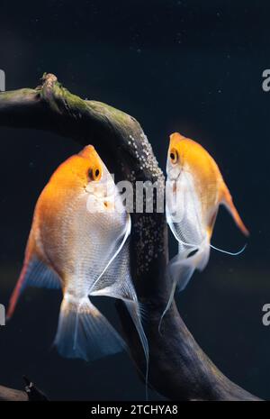 Ein Paar Gold Pterophyllum scalare im Aqarium legt der gelbe Engelfisch seine Eier. Rogen auf Holzzweig. Selektiver Fokus Stockfoto