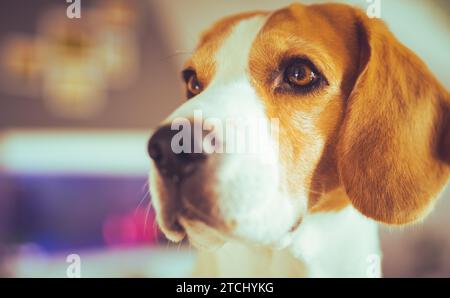 Porträt des Hundes am sonnigen Frühlingstag drinnen. Beagle-Hund Hintergrund Stockfoto