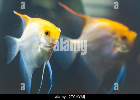 Paar Gold Pterophyllum scalare in aqarium Süßwasser, gelbe Engelfische Stockfoto