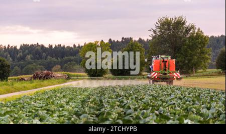 Traktor Spritzen Pestizide auf Kohl Feld. Landwirtschaft Konzept Stockfoto