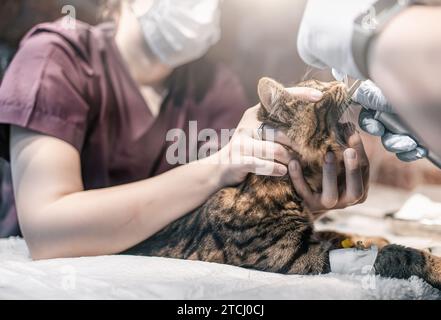 Tierarzt und seine Assistentin stellten das Tier vor der Operation unter Narkose. Die Kastration von Hauskatzen ist in Tierkliniken gängige Praxis. Stockfoto