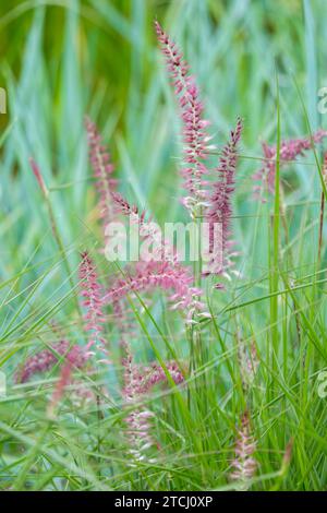 Pennisetum orientale Karley Rose, orientalisches Brunnengras Karley Rose, mehrjähriges Gras, schmale, silbrig rosa Panicles Stockfoto