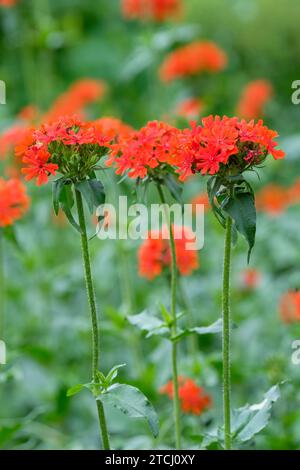 Silene Chalcedonica, maltesisches Kreuz, scharlachrote Lychnis, leuchtend orange rote Blüten in gewölbten Köpfen im Sommer Stockfoto