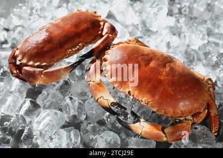 Leckere gekochte Krabben auf Eiswürfeln, Nahaufnahme Stockfoto