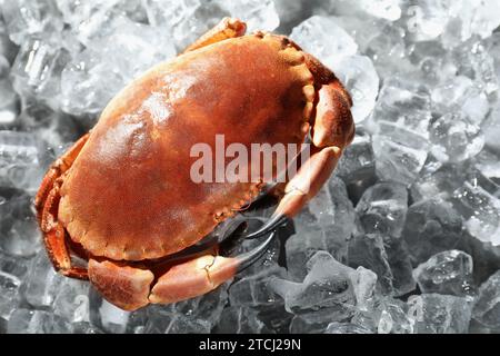 Leckere gekochte Krabbe auf Eiswürfeln, Nahaufnahme Stockfoto
