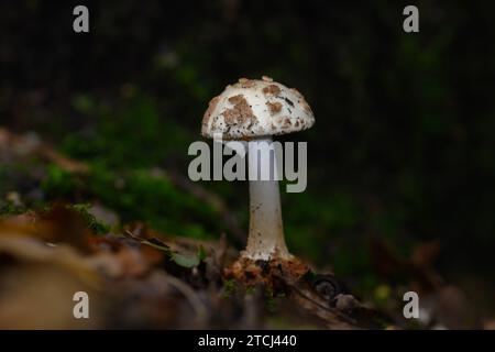 Ein Sonnenschirmpilz mit dunkelbraunen Punkten im Wald von Zoersel, Belgien Stockfoto