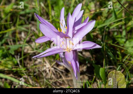 Nahaufnahme eines Herbstkrokus auf einer Rinderweide in Thüringen Stockfoto