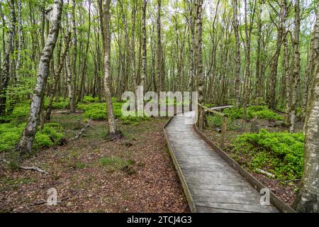 Wanderweg auf Holzstegen durch das Todtenbruchmoor in der Region Raffelsbrand in der Eifel Stockfoto