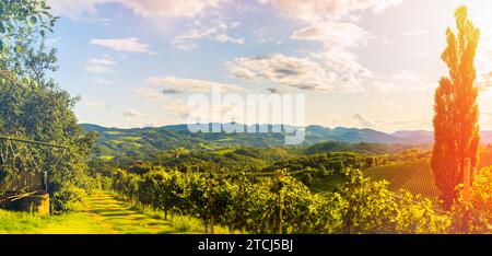 Blick auf die Weinberge an der Grenze zu Slowenien, Österreich. Panoramablick am Touristenziel in Spicnik, Südsteiermark Stockfoto