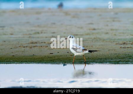 Möwe zu Fuß am Ufer Stockfoto