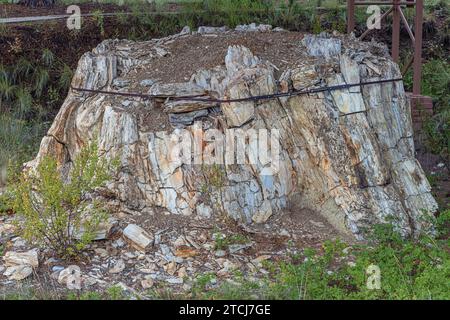 Ein riesiger versteinerter Baumstumpf, der im Stumpfschutz des Florissant Fossil Beds National Monument ausgestellt ist Stockfoto