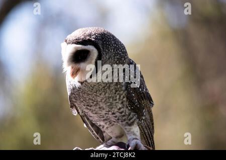 Die weniger rußige Eule hat eine dunkelrußgraue Farbe, mit großen Augen in einem grauen Gesicht, feinen weißen Flecken oben und unten und einem blassen Bauch. Stockfoto