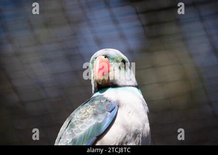 Der Malabar-Sittich, auch bekannt als Blauflügelsittich, ist ein mittelgroßer Papagei. Das Mantle Taubengrau verblasst zu graugrün auf dem Rücken und scap Stockfoto