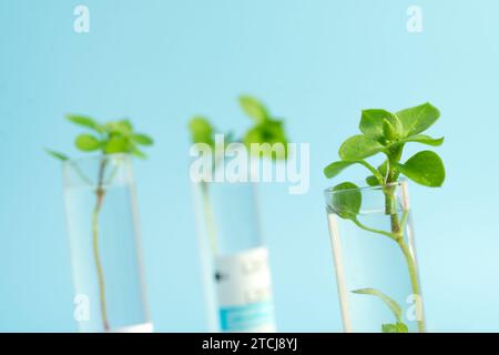 Kleine Pflanzen keimen im Reagenzglas auf blauem Hintergrund. Pflanzen im Labor studieren. Anbau von GVO im Labor. Genetisch Veränderte Orga Stockfoto