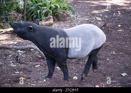 Die Vorderseite und der schwarze oder malaysische Tapir sind schwarz und die Mitte weiß. Die Nase und die Lippe werden verlängert, um eine kurze Schnauze zu bilden. Stockfoto