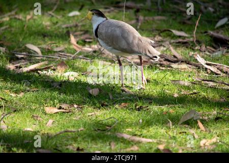 Der maskierte Lapwing ist vorwiegend weiß, mit braunen Flügeln und Rücken und einer schwarzen Krone. Die Vögel haben große gelbe Klatschgeräusche im Gesicht, Stockfoto