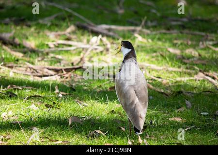 Der maskierte Lapwing ist vorwiegend weiß, mit braunen Flügeln und Rücken und einer schwarzen Krone. Die Vögel haben große gelbe Klatschgeräusche im Gesicht, Stockfoto