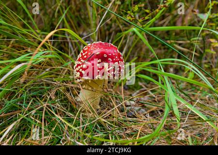 Dippoldiswalder Heide, Fliegenpilz Stockfoto