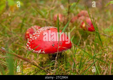 Dippoldiswalder Heide, Fliegenpilz Stockfoto