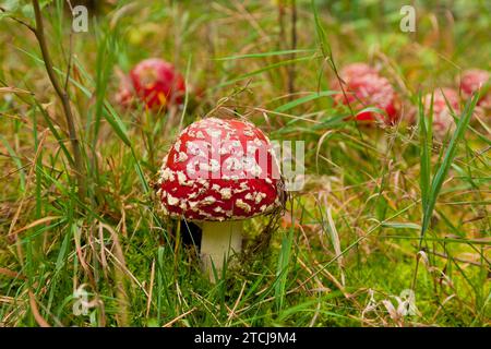 Dippoldiswalder Heide, Fliegenpilz Stockfoto