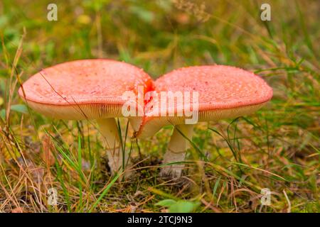 Dippoldiswalder Heide, Fliegenpilz Stockfoto