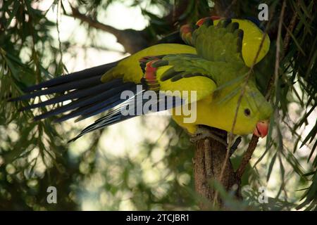 Der männliche Regent Parrot hat ein allgemein gelbes Aussehen, wobei der Schwanz und die Außenkanten der Flügel dunkelblau-schwarz sind Stockfoto