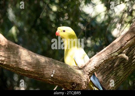 Der männliche Regent Parrot hat ein allgemein gelbes Aussehen, wobei der Schwanz und die Außenkanten der Flügel dunkelblau-schwarz sind Stockfoto