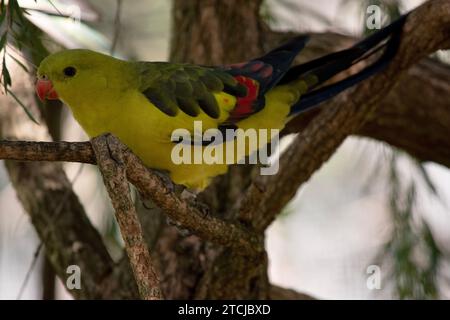 Der männliche Regent Parrot hat ein allgemein gelbes Aussehen, wobei der Schwanz und die Außenkanten der Flügel dunkelblau-schwarz sind. Stockfoto