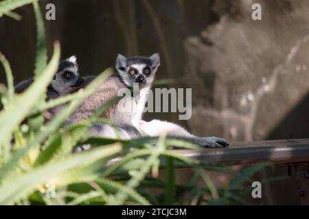 Ringhals Lemur-Rücken sind grau bis rosig braun mit grauen Gliedmaßen und dunkelgrauen Köpfen und Hälsen. Sie haben weiße Bäuche Stockfoto