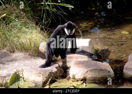 Der männliche weiße Wangengibbon hat einen schwarzen Körper und weiß um seine Wangen Stockfoto