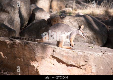 Das Gelbfüßige Rock-Wallaby hat eine helle Farbe mit einem weißen Wangenstreifen und orangen Ohren. Stockfoto