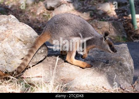 Das Gelbfüßige Rock-Wallaby hat eine helle Farbe mit einem weißen Wangenstreifen und orangen Ohren. Stockfoto