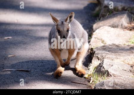 Das Gelbfüßige Rock-Wallaby hat eine helle Farbe mit einem weißen Wangenstreifen und orangen Ohren. Stockfoto