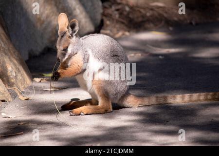 Das Gelbfüßige Rock-Wallaby hat eine helle Farbe mit einem weißen Wangenstreifen und orangen Ohren. Stockfoto