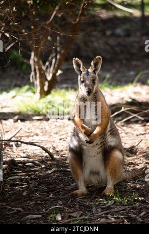 Das Gelbfüßige Rock-Wallaby hat eine helle Farbe mit einem weißen Wangenstreifen und orangen Ohren. Stockfoto