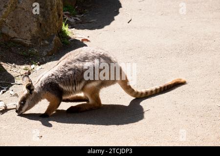 Das Gelbfüßige Rock-Wallaby hat eine helle Farbe mit einem weißen Wangenstreifen und orangen Ohren. Stockfoto