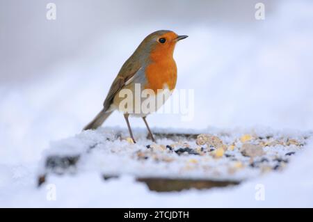 Europäischer robin Erithacus rubecula, nach starkem Schneefall auf einem Vogeltisch, County Durham, England, Großbritannien, November. Stockfoto