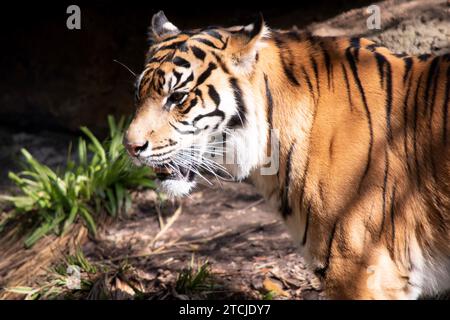 Junge Tiger haben ein Fell aus goldenem Fell mit dunklen Streifen, der Tiger ist die größte wilde Katze der Welt. Tiger sind mächtige Jäger mit scharfen Zähnen Stockfoto