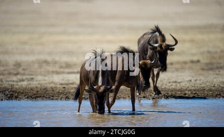 Blaue Gnus (Connochaetes taurinus) Kgalagadi Transfrontier Park, Südafrika Stockfoto