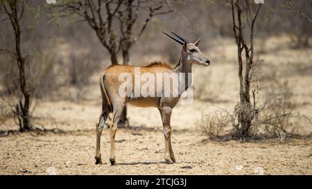 Eland ( Tragelaphus oryx) Kgalagadi Transfrontier Park, Südafrika Stockfoto