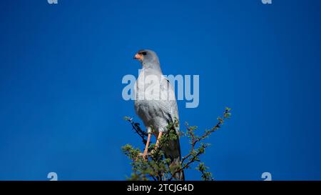 Blasse Gesänge Goshawk (Melierax canorus) Kgalagadi Transfrontier Park, Südafrika Stockfoto